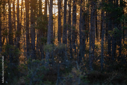 Wallpaper Mural radiant sun light shining through tree branches in forest Torontodigital.ca