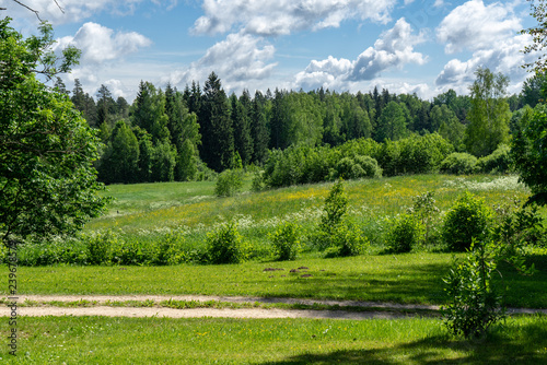 countryside yard with trees and green foliage in summer