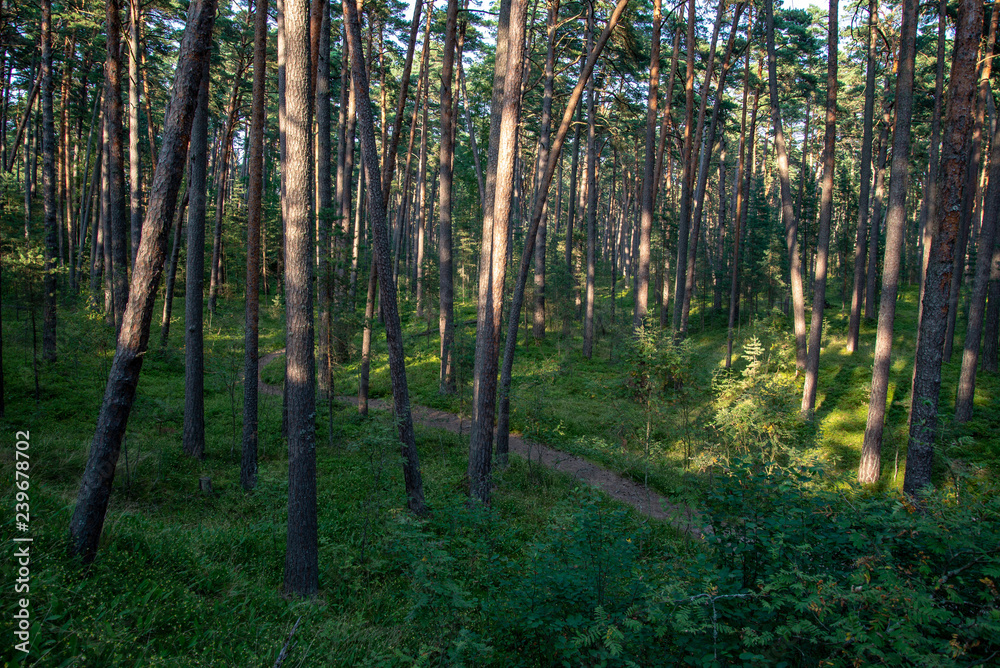 Obraz premium countryside yard with trees and green foliage in summer