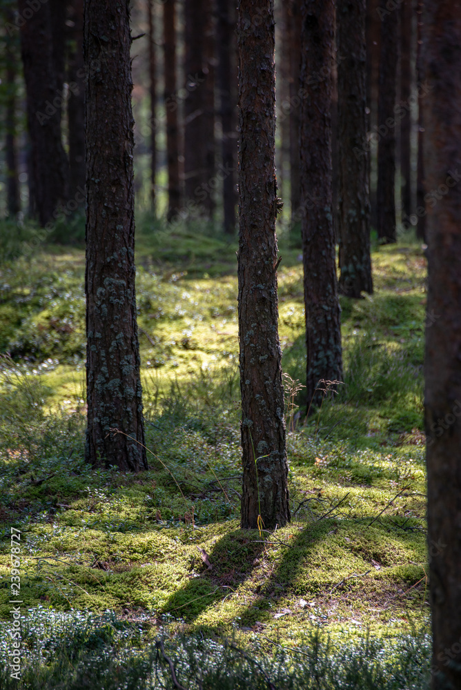 Fototapeta premium countryside yard with trees and green foliage in summer