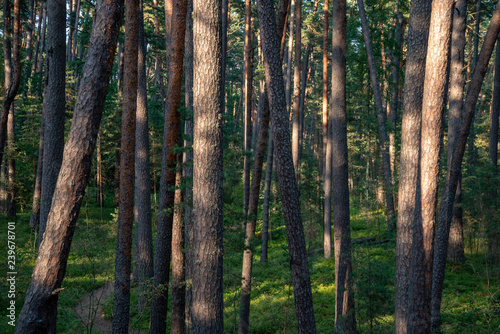 countryside yard with trees and green foliage in summer