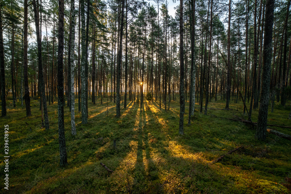 Obraz premium radiant sun light shining through tree branches in forest