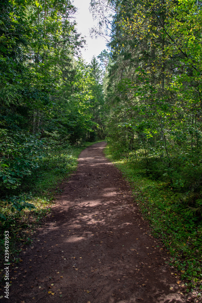 tourist walking footpath in green forest tourist walking footpath in green forest