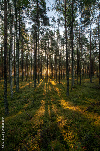 Fototapeta Naklejka Na Ścianę i Meble -  radiant sun light shining through tree branches in forest