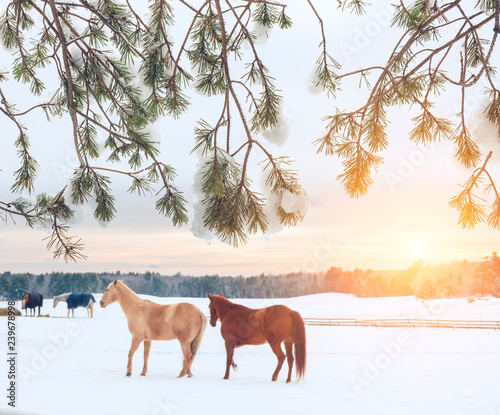Fototapeta Naklejka Na Ścianę i Meble -  Winter view. Horses on the field eat hay, winter farm, forest in the frost on the horizon. USA. Maine.
