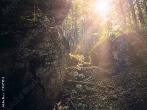 Warm sun rays shining in the forest, up in the mountain.