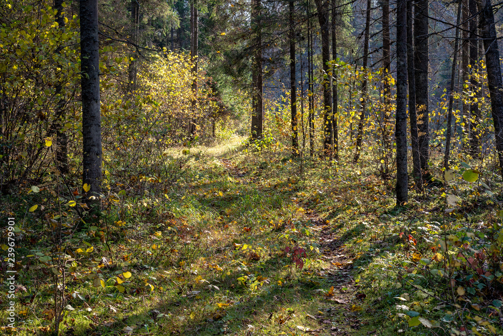 radiant sun light shining through tree branches in forest