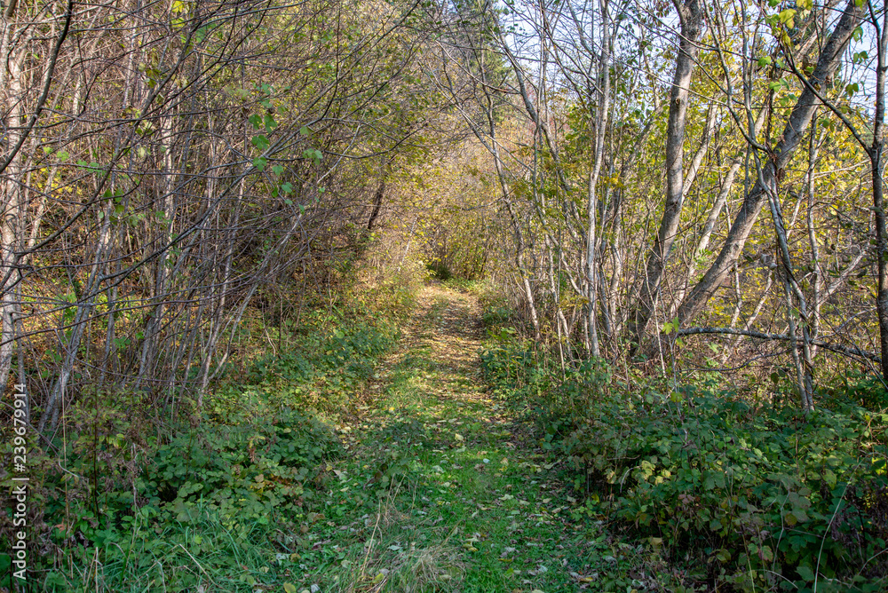 tourist walking footpath in green forest tourist walking footpath in green forest