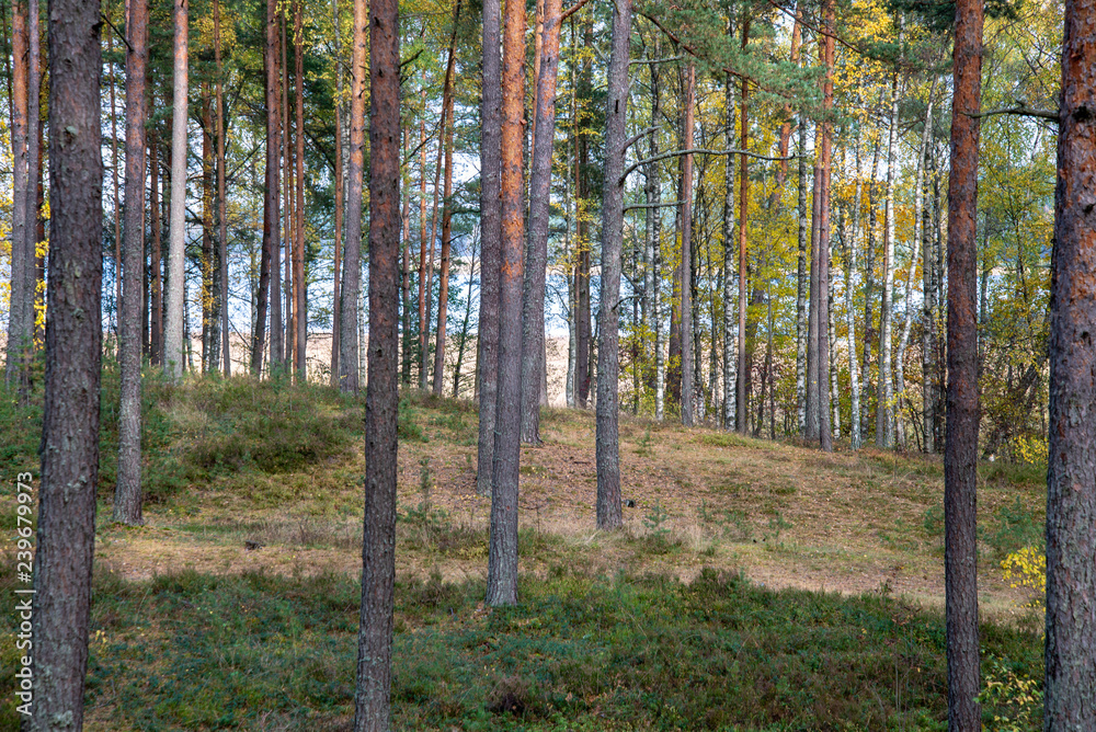 Fototapeta premium radiant sun light shining through tree branches in forest
