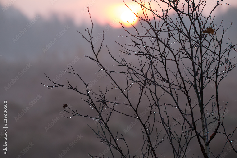 Beautiful wet birch tree branches in the swamp during the sunrise. Autumn scenery in wetlands in Latvia, Europe. Beautiful wet birch tree branches in the swamp during the sunrise. Autumn scenery in wetlands in Latvia, Europe.