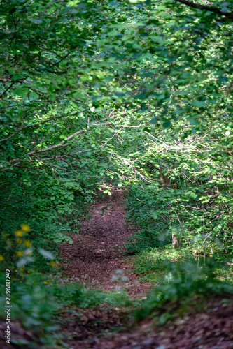 tourist walking footpath in green forest