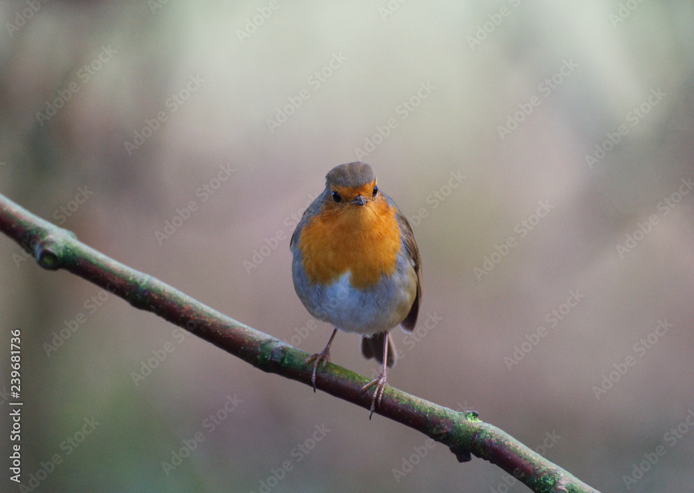 Robin red breast bird in Winter