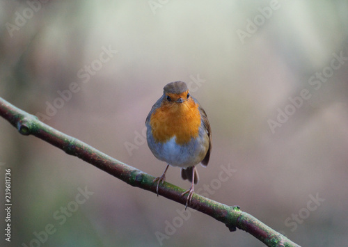 Robin red breast bird in Winter © Amani A