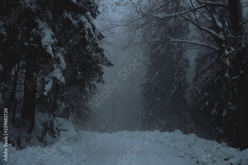 Spooky forest road covered with snow
