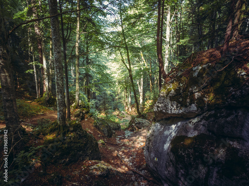 Peaceful thick deciduous forest with big mossy rocks in the mountains.