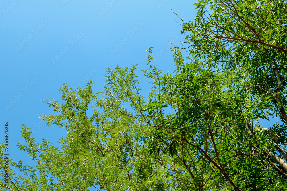 Green leaves of the tamarind are the fruit of the tamarind brown stick in the trunk during the day, the sun shines through. Green leaves of the tamarind are the fruit of the tamarind brown stick in the trunk during the day, the sun shines through.