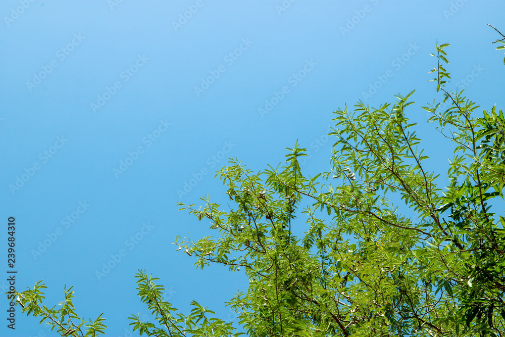 Green leaves of the tamarind are the fruit of the tamarind brown stick in the trunk during the day, the sun shines through. Green leaves of the tamarind are the fruit of the tamarind brown stick in the trunk during the day, the sun shines through.