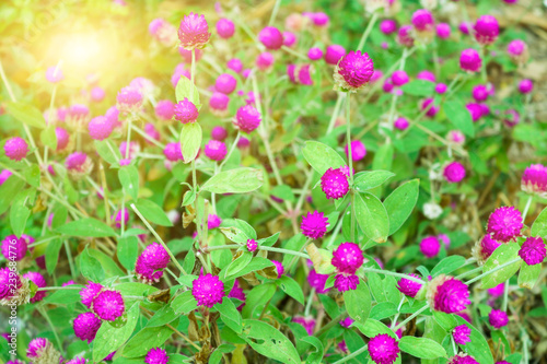 Small purple flowers with many green leaves are located on the sunlit area.