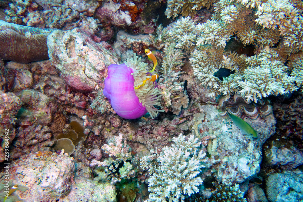 Beautiful anemone fish in the coral reef. Beautiful anemone fish in the coral reef.
