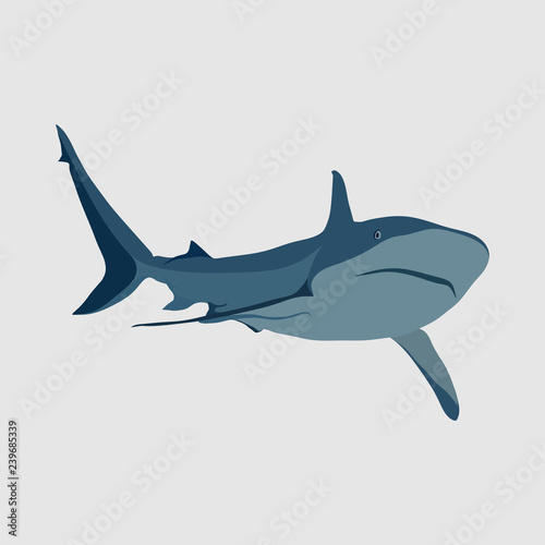 shark on a white background  shark attack  the danger in the oce