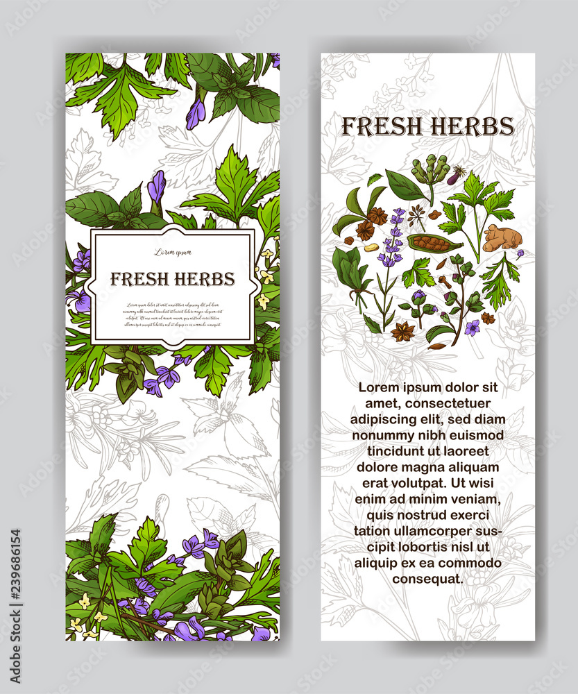 Card with place for text. Herbs banner in sketch style. Poster design for your product. Vector illustration