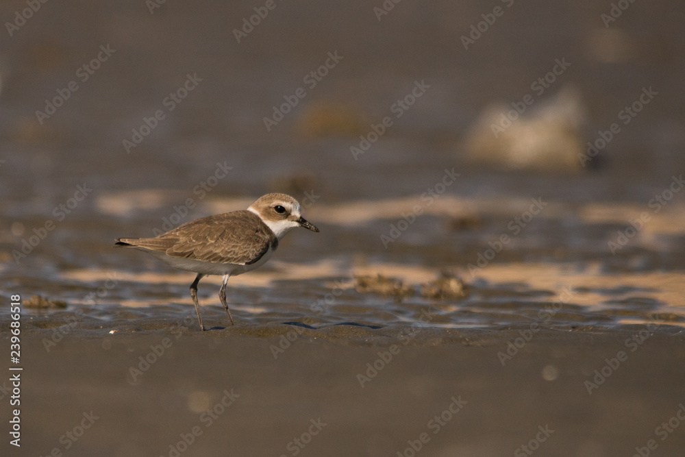 Kentish plover / Charadrius alexandrinus Kentish plover / Charadrius alexandrinus