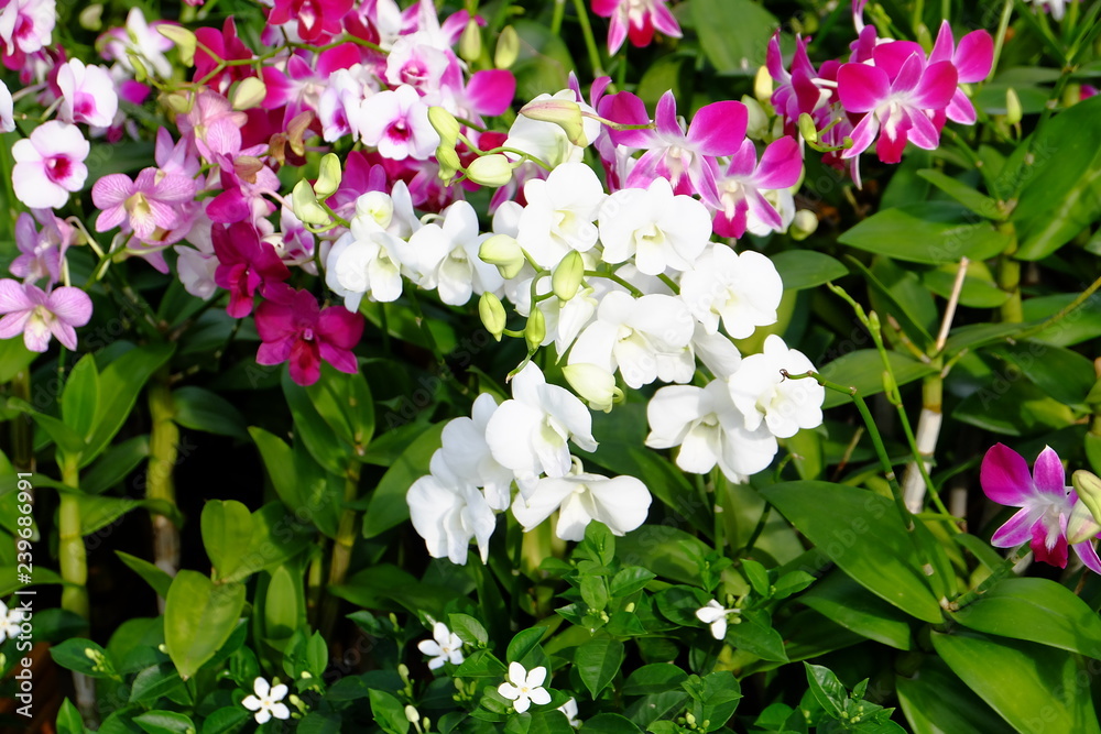 orchid orchid