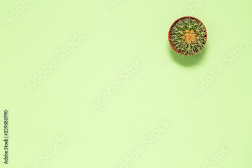 Pot cactus on green background texture, top view. Cacti Minimal summer still life concept. Trendy Bright Color. Green Mood on pastel