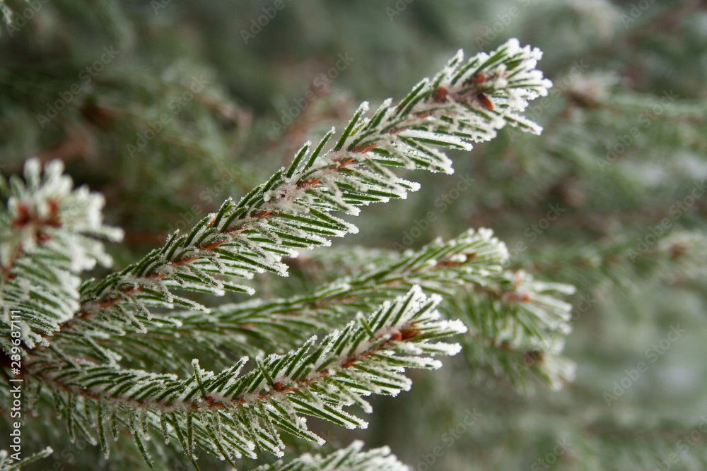 Frost spruce