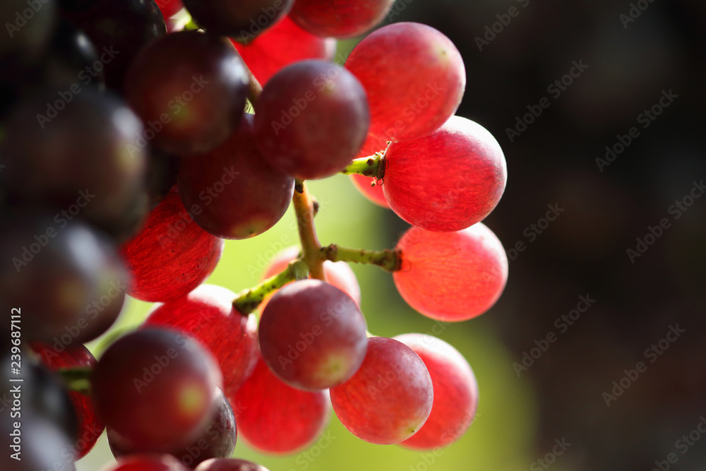 Ripe grapes hung on vineyards of grape trees. Ripe grapes hung on vineyards of grape trees.