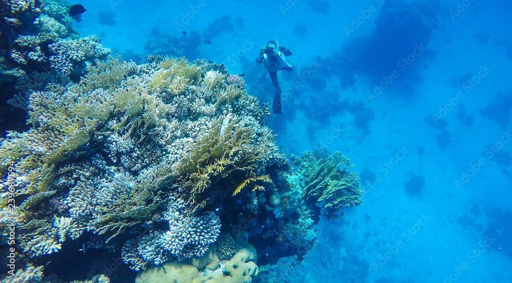 Photographer in the Red Sea