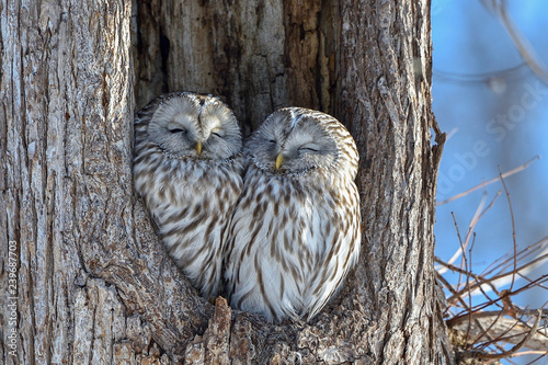 エゾフクロウの夫婦