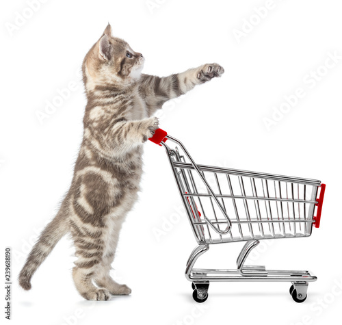 Fototapeta Naklejka Na Ścianę i Meble -  cat with shopping cart isolated