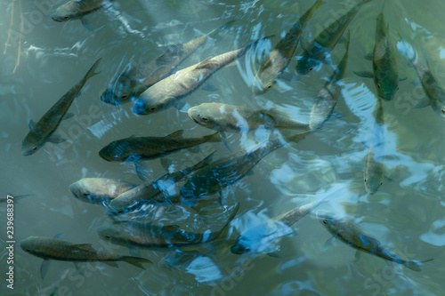 Overhead view and shade of Neolissochilus stracheyi. Many fish swimming on surface of the water with clear.