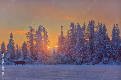 Winter sunset in Slovakia, sunrays through old fir trees © e_polischuk