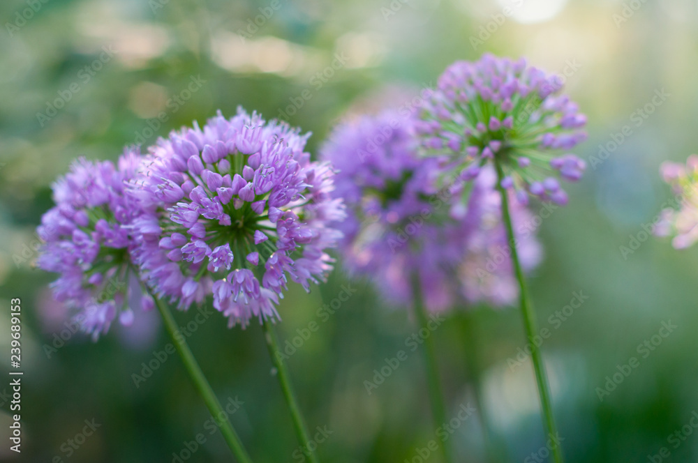 Purple flower in a field Purple flower in a field