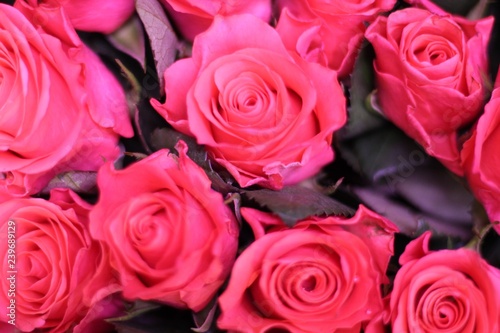 Pink roses. Beautiful macro close-up rose bouquet from Holland auction Alsmeer.