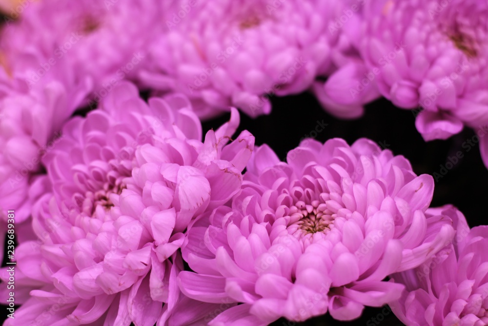 Colorful chrysanthemum flowers. Beautiful macro close-up chrysanthemum bouquet from Holland auction Alsmeer.