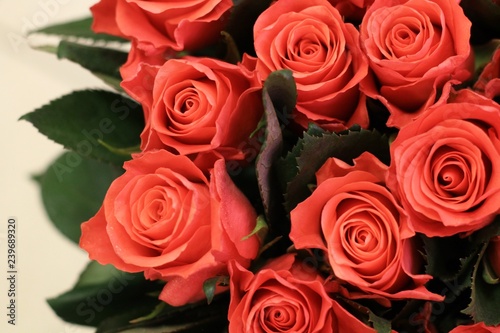 Romantic red and pink roses. Beautiful macro close-up rose bouquet from Holland auction Alsmeer.