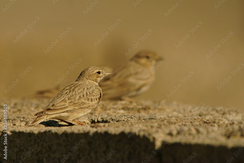 Lesser Short-toed Lark / Calandrella rufescens Lesser Short-toed Lark / Calandrella rufescens