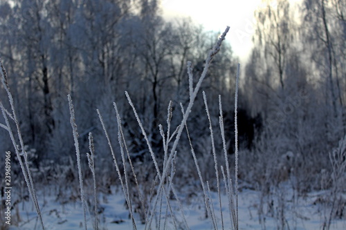 the image of trees and shrubs covered with frost in winter, frosty, clear day. great illustration of wildlife
