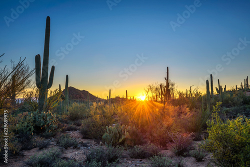 Sunset in Saguaro National Park in Arizona