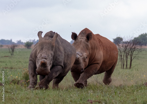 Two rhinos chasing each other