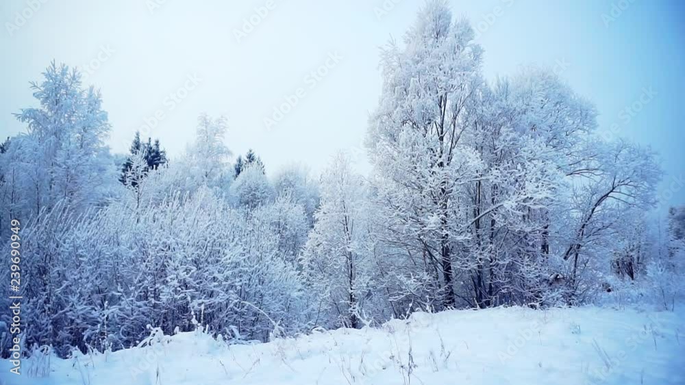 winter snowy forest on a clear day. Picturesque forest glade with trees covered with snow during a snowfall. country holiday landscape winter snowy forest on a clear day. Picturesque forest glade with trees covered with snow during a snowfall. country holiday landscape