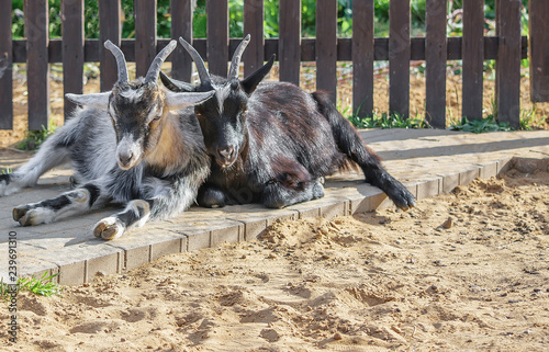 Goats in the zoo