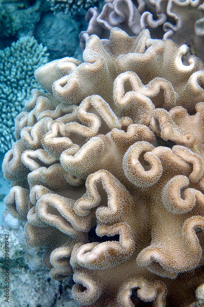 Naklejka premium Piękny ogród koralowy na Malediwach.