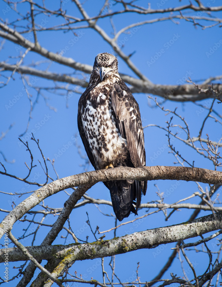 Juvenille Juvenille