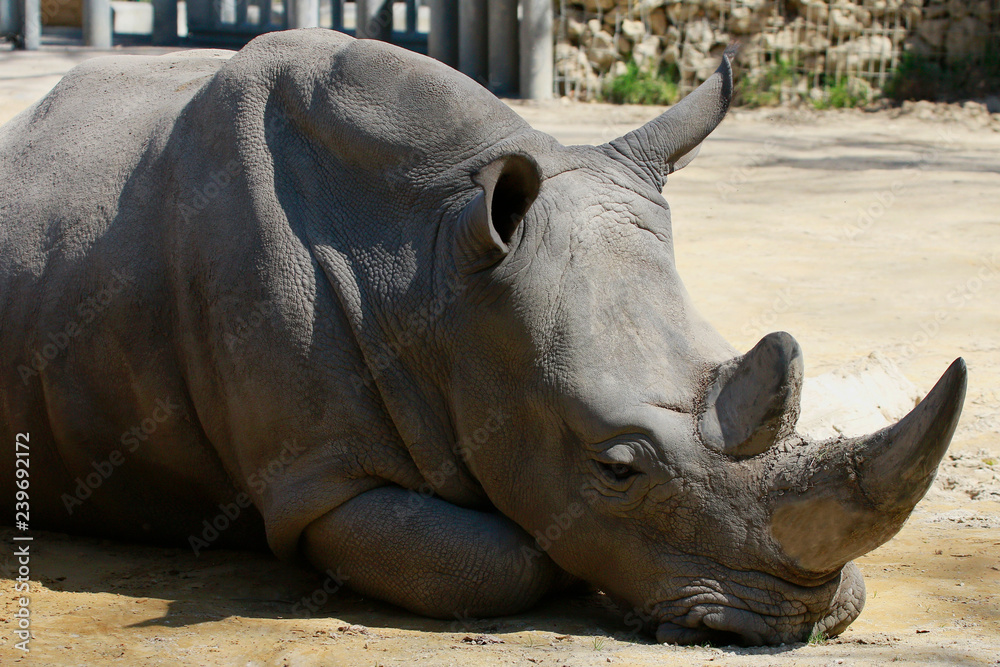 Breitmaulnashorn (Ceratotherium simum) Kopf Breitmaulnashorn (Ceratotherium simum) Kopf