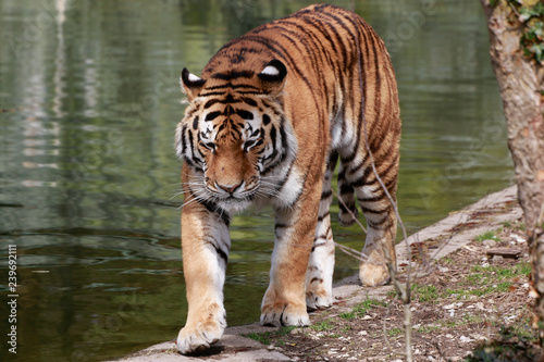 Sibirische Tiger  Panthera tigris altaica    Amurtiger oder Ussuritiger