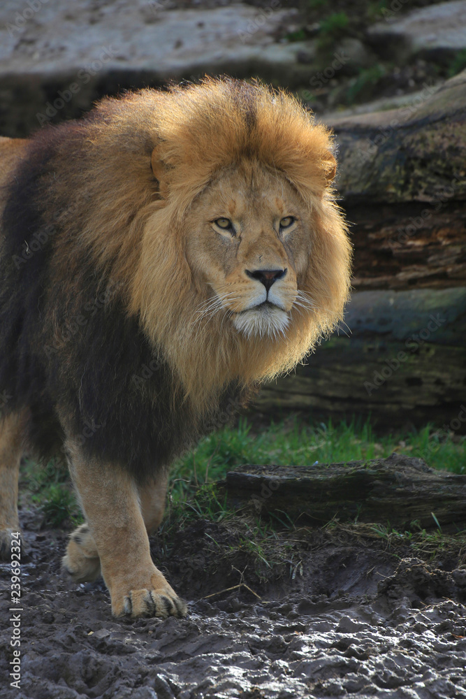 Löwe (Panthera leo) 